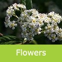 Bare Root Cornubia Cotoneaster Tree flowers